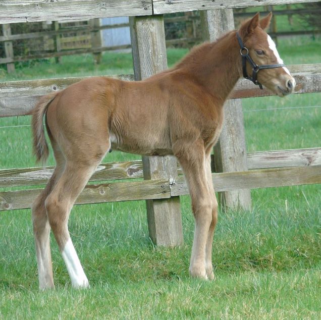 2024 filly by Churchill